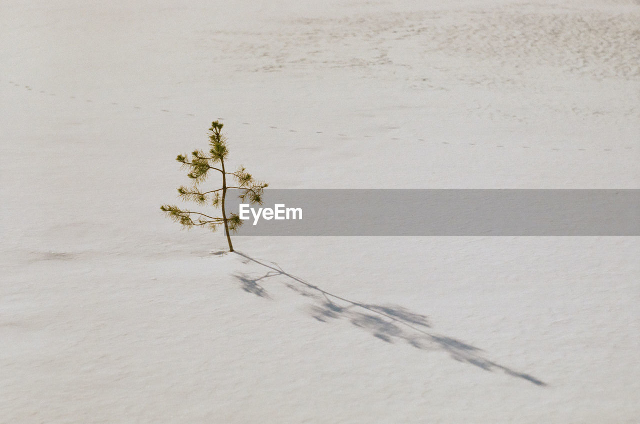 CLOSE-UP OF INSECT ON SNOW