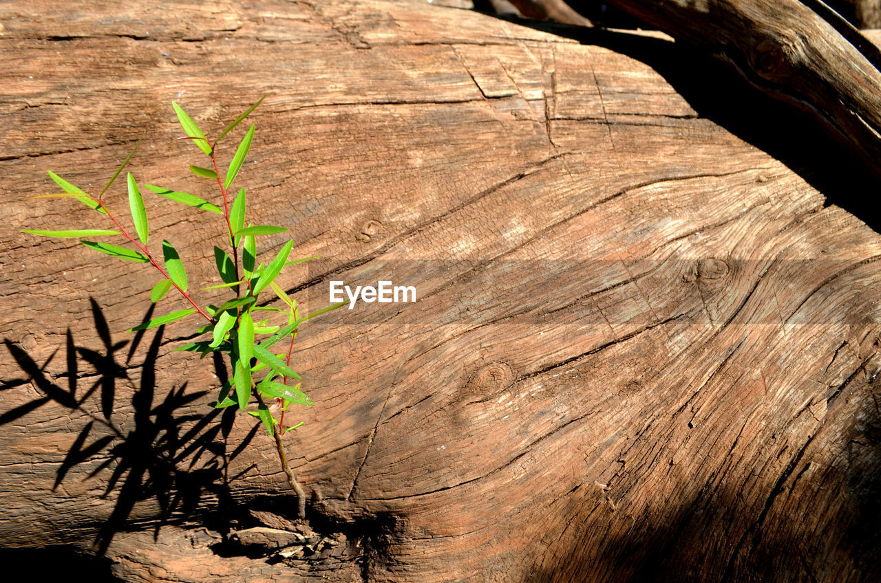 High angle view of leaves on tree trunk