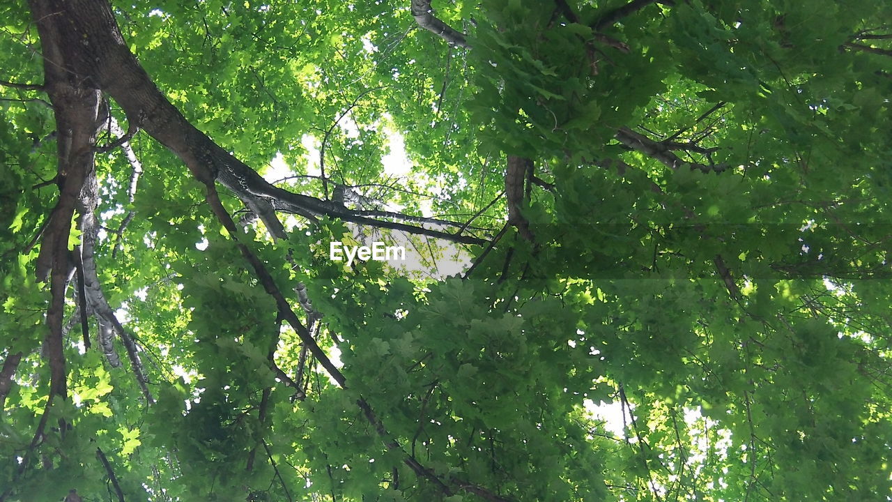 LOW ANGLE VIEW OF TREE