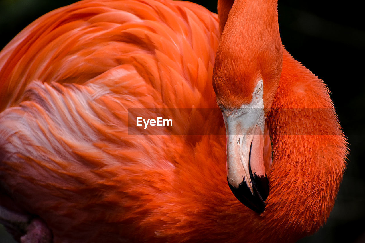 Close-up of a bird