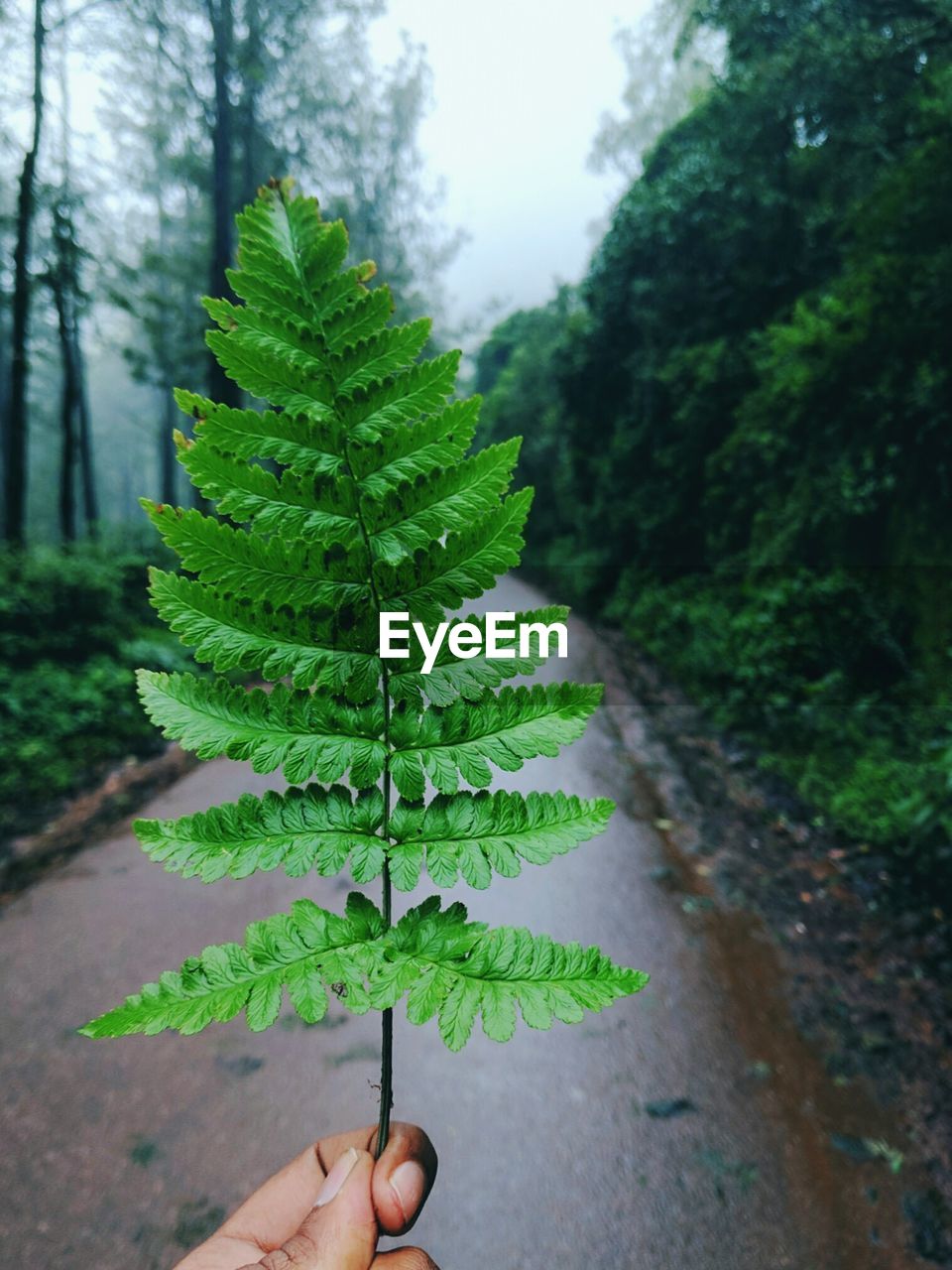 CLOSE-UP OF HAND HOLDING PLANT AGAINST TREE