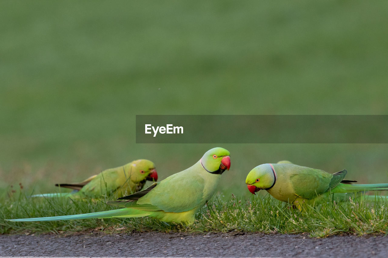 FLOCK OF BIRDS PERCHING ON PLANT