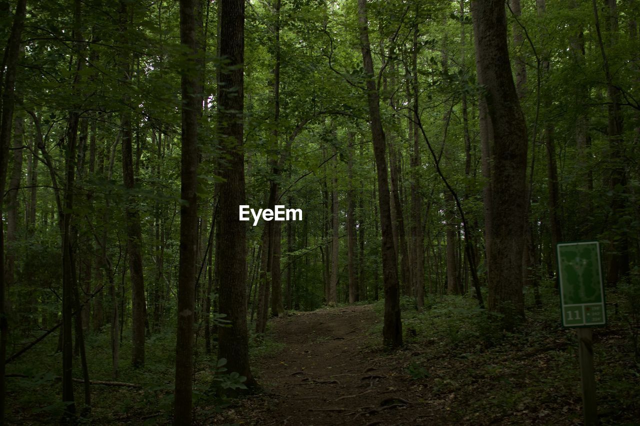 Trees growing in forest