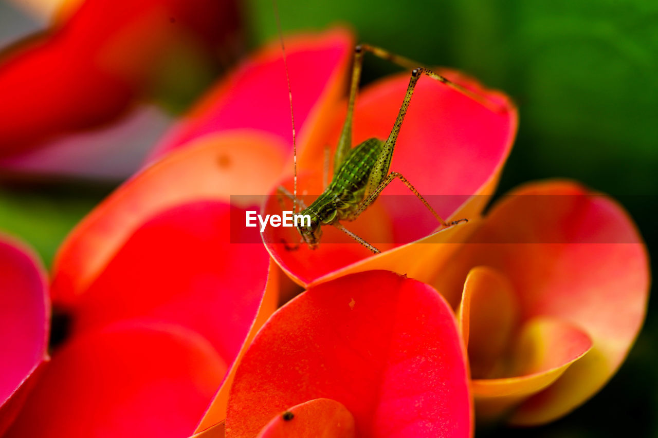 CLOSE-UP OF HOUSEFLY ON FLOWER