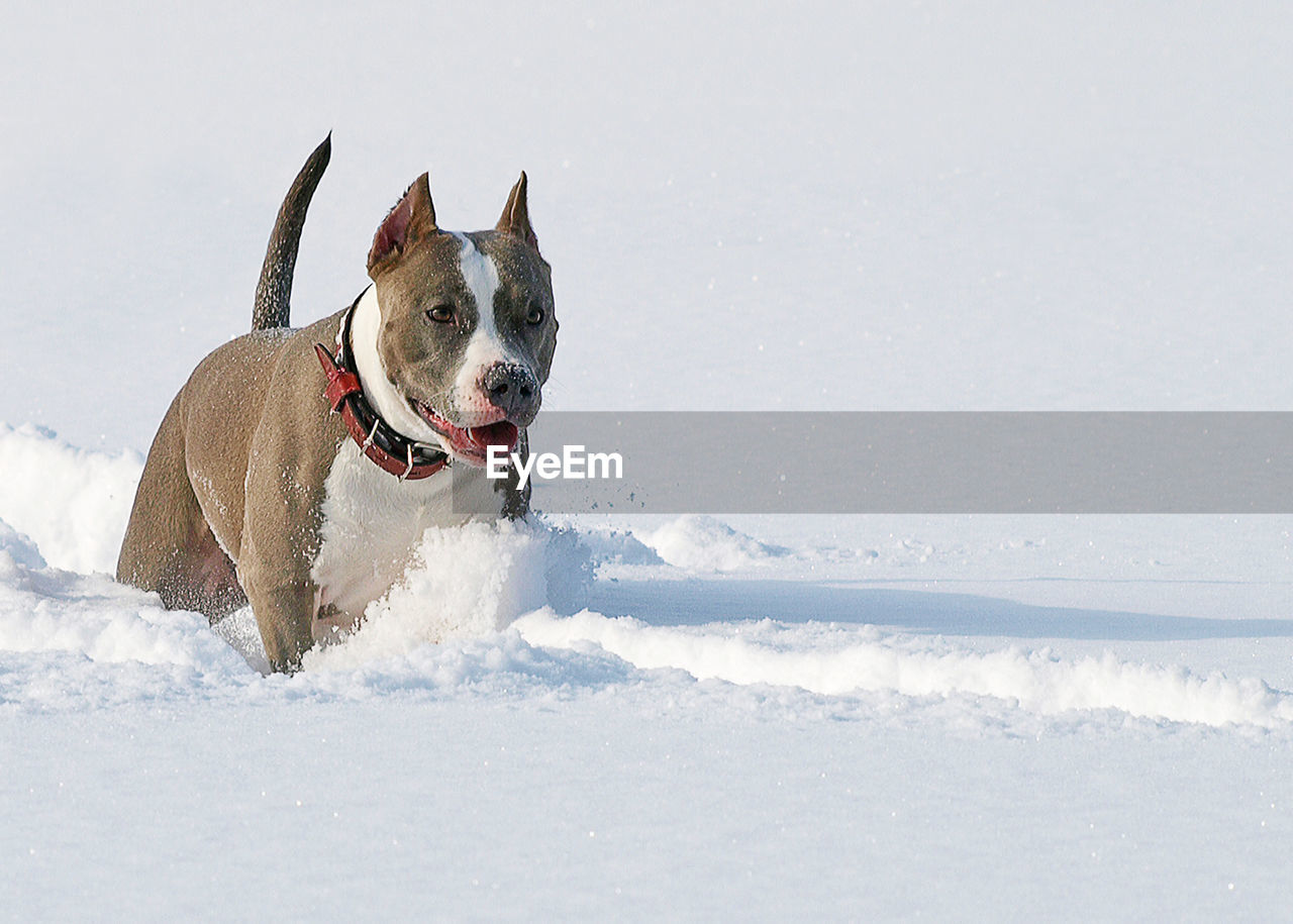 PORTRAIT OF DOG IN WINTER