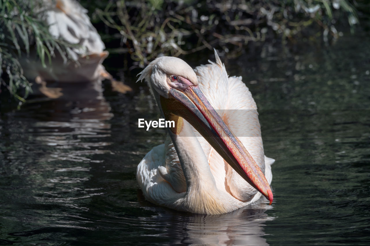  pelican swimming in lake