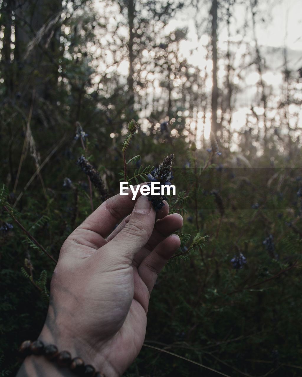 Cropped hand holding flower in forest