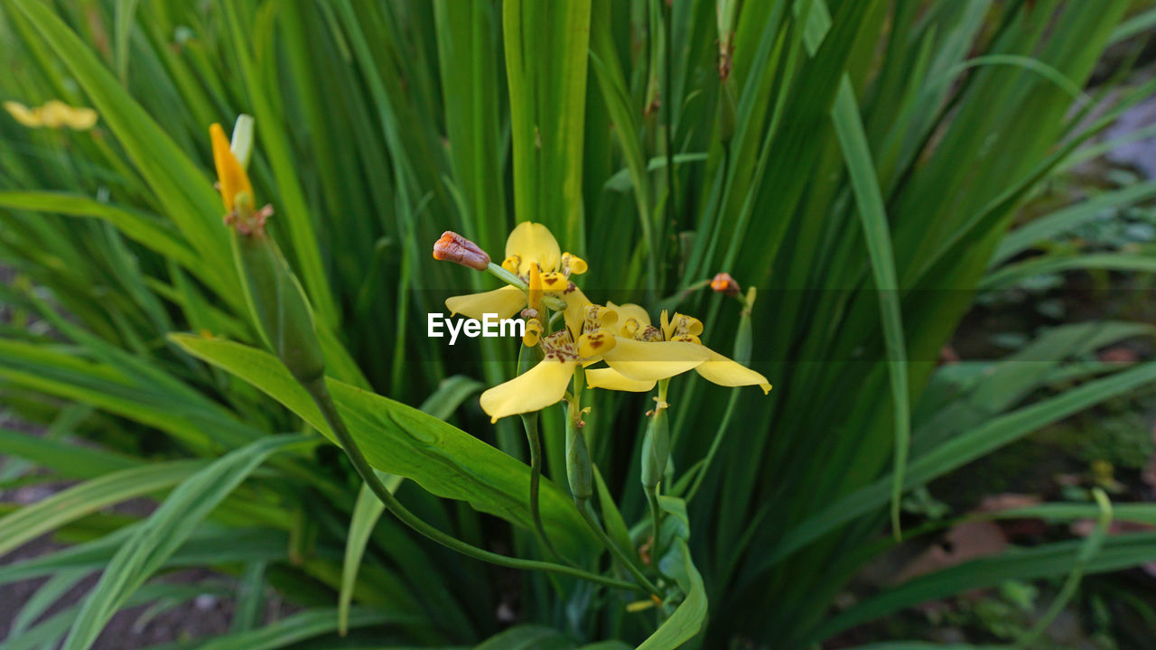 CLOSE-UP OF YELLOW FLOWER