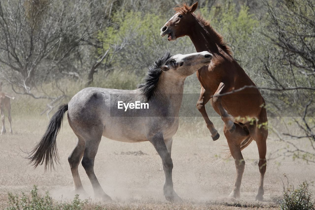 Two wild horses of the salt river desert wilderness battle for territory outside.