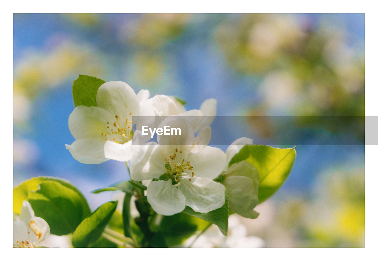 flower, plant, flowering plant, freshness, beauty in nature, nature, blossom, fragility, branch, close-up, springtime, flower head, growth, no people, white, inflorescence, petal, focus on foreground, leaf, plant part, outdoors, auto post production filter, transfer print, blue, produce, selective focus