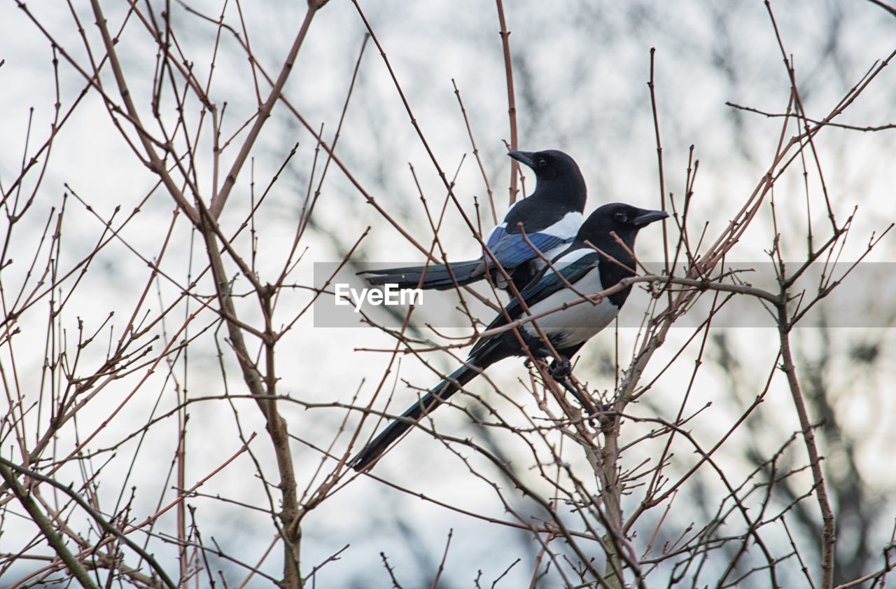 LOW ANGLE VIEW OF BIRDS PERCHING ON BARE TREE