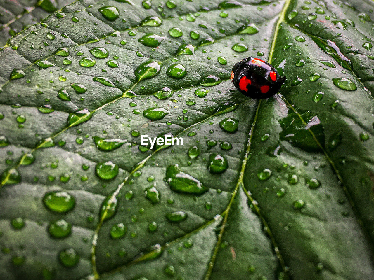green, nature, close-up, leaf, macro photography, plant part, wet, drop, animal themes, animal, insect, animal wildlife, plant, water, beetle, ladybug, flower, one animal, no people, wildlife, day, beauty in nature, outdoors, red, rain, selective focus, leaf vein