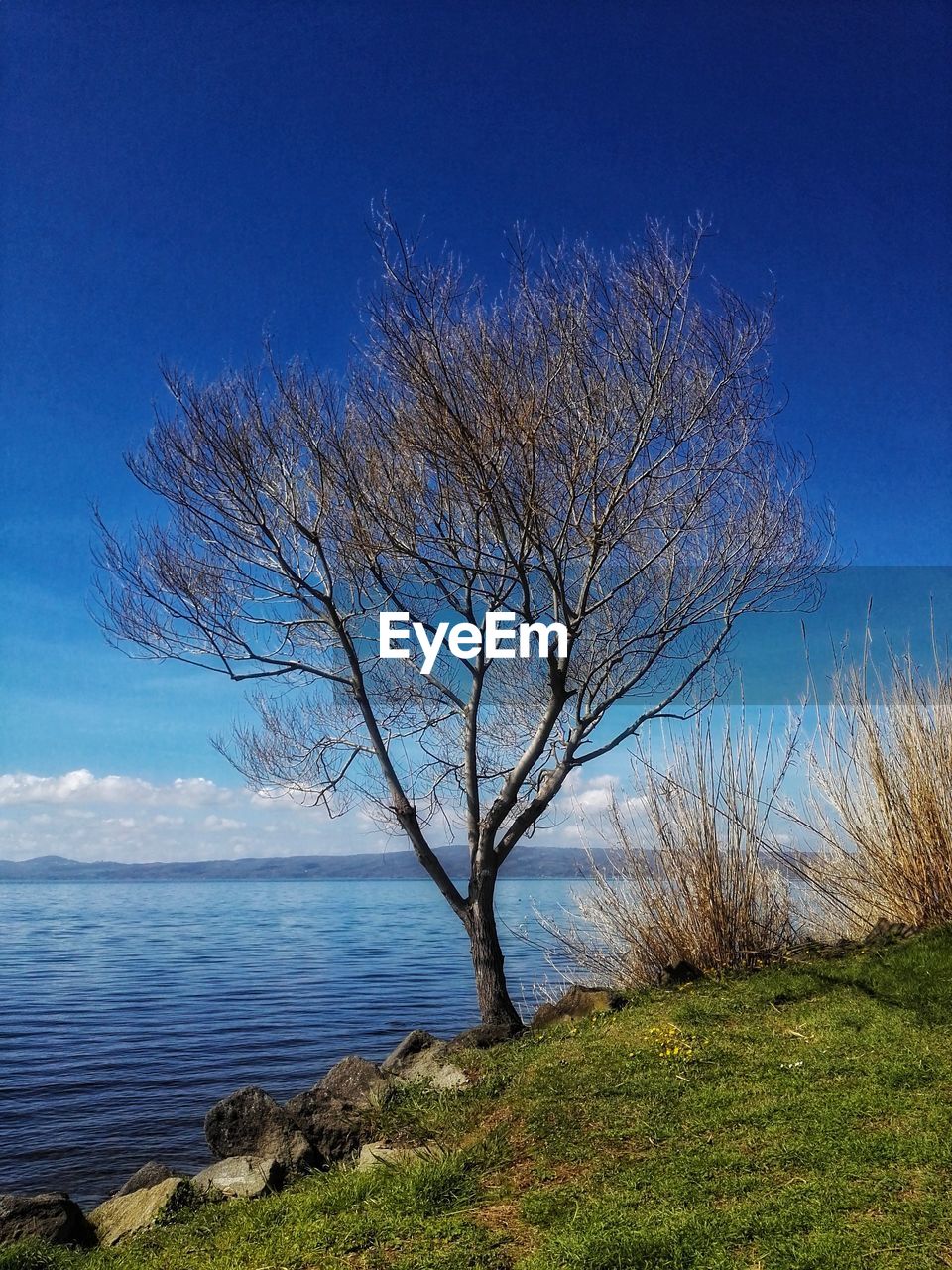 BARE TREE ON FIELD AGAINST SKY