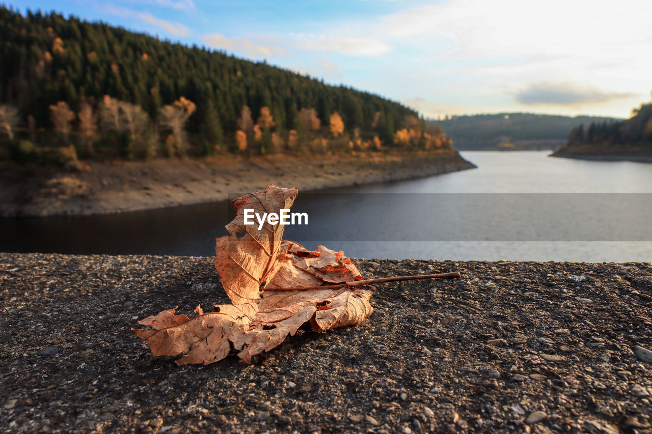 CLOSE-UP OF AUTUMN LEAF ON WATER