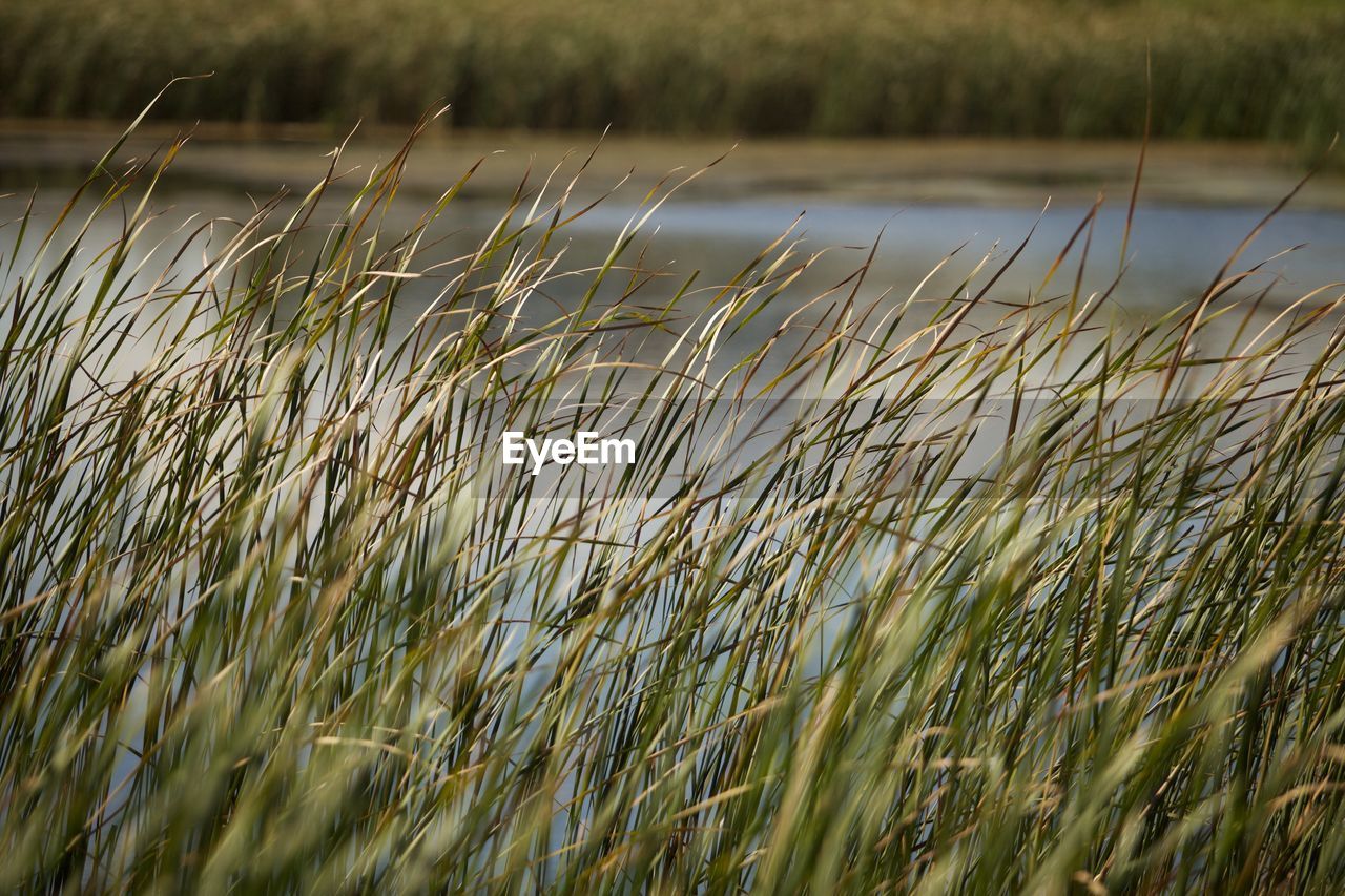 Detail shot of grass against calm lake