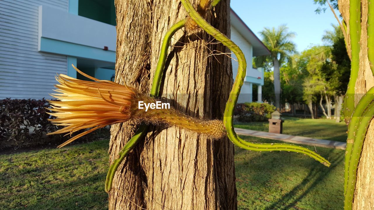 Plants growing on tree trunks in yard