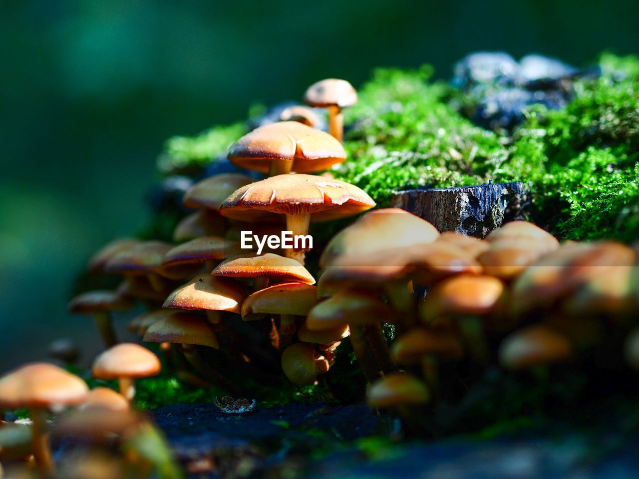 CLOSE-UP OF MUSHROOMS GROWING ON PLANT