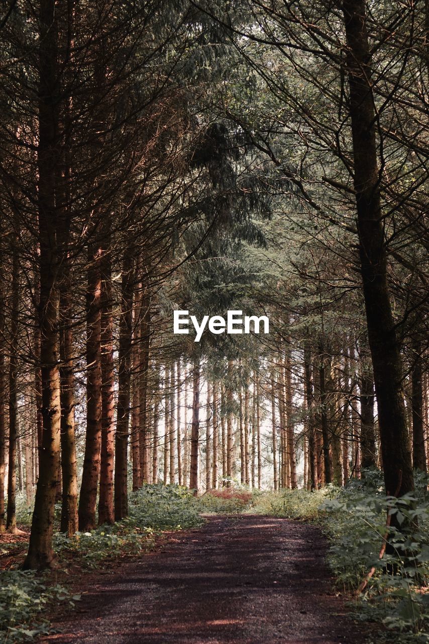 pine trees in forest during autumn