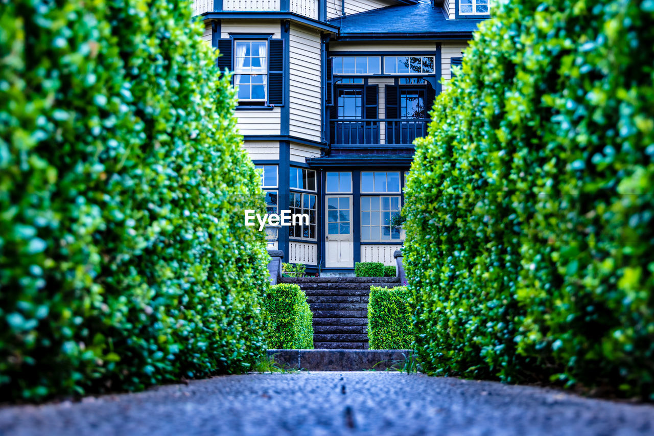 IVY GROWING ON TREE OUTSIDE HOUSE