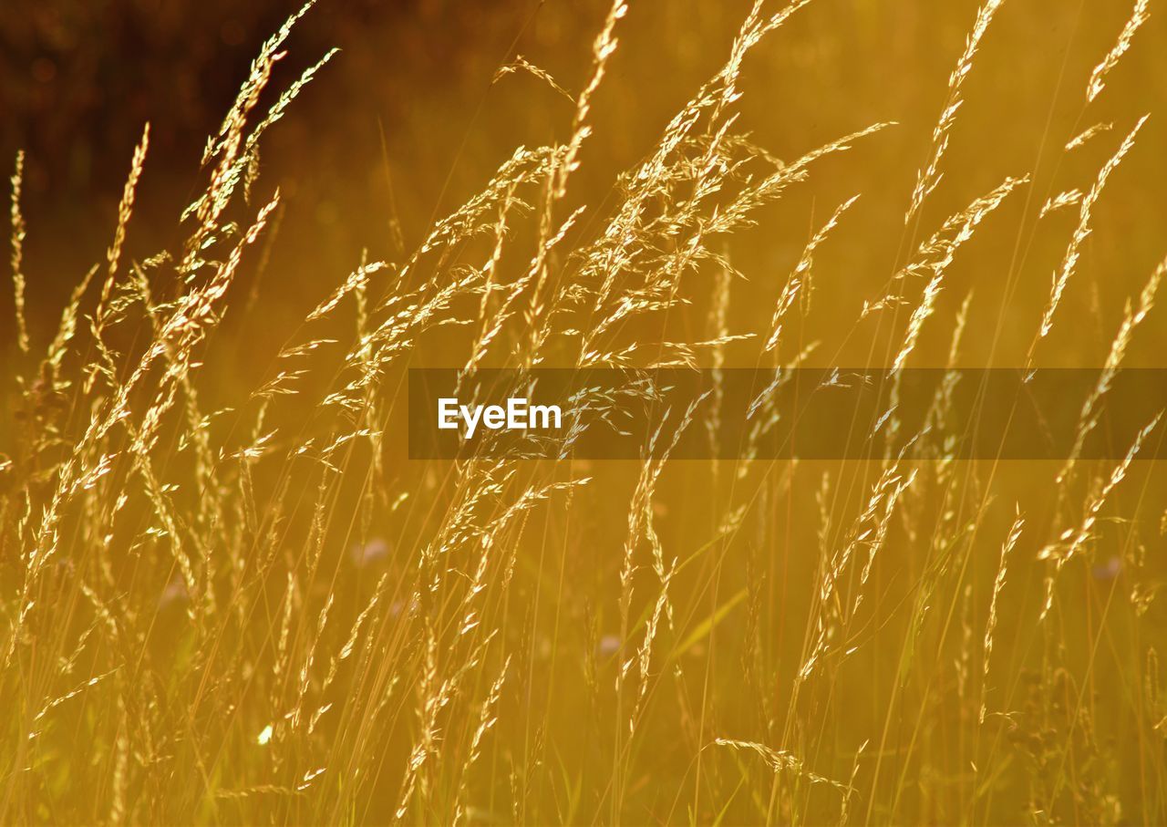 Close-up of crops growing on field at night