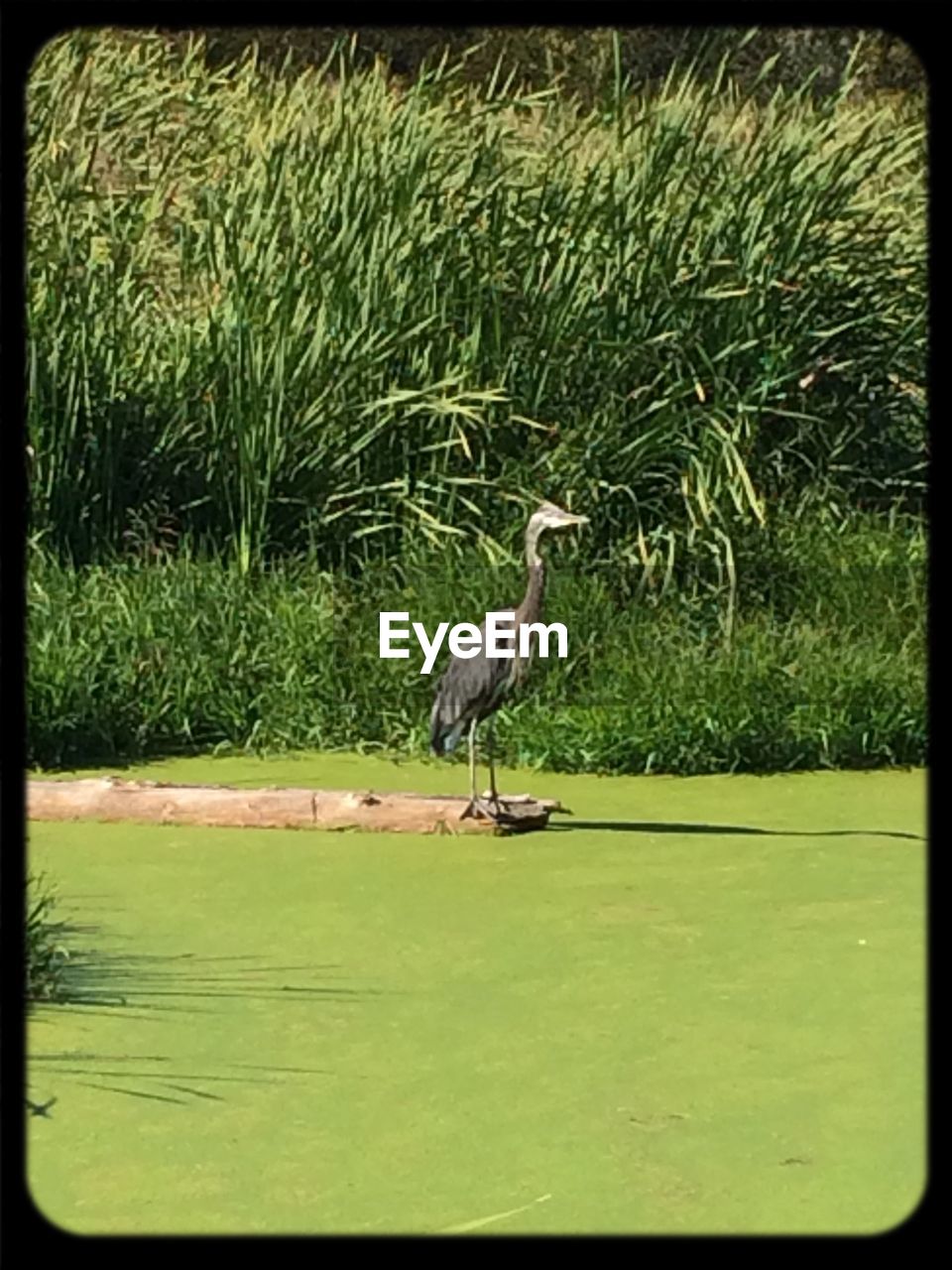 CLOSE-UP OF BIRD ON GRASS