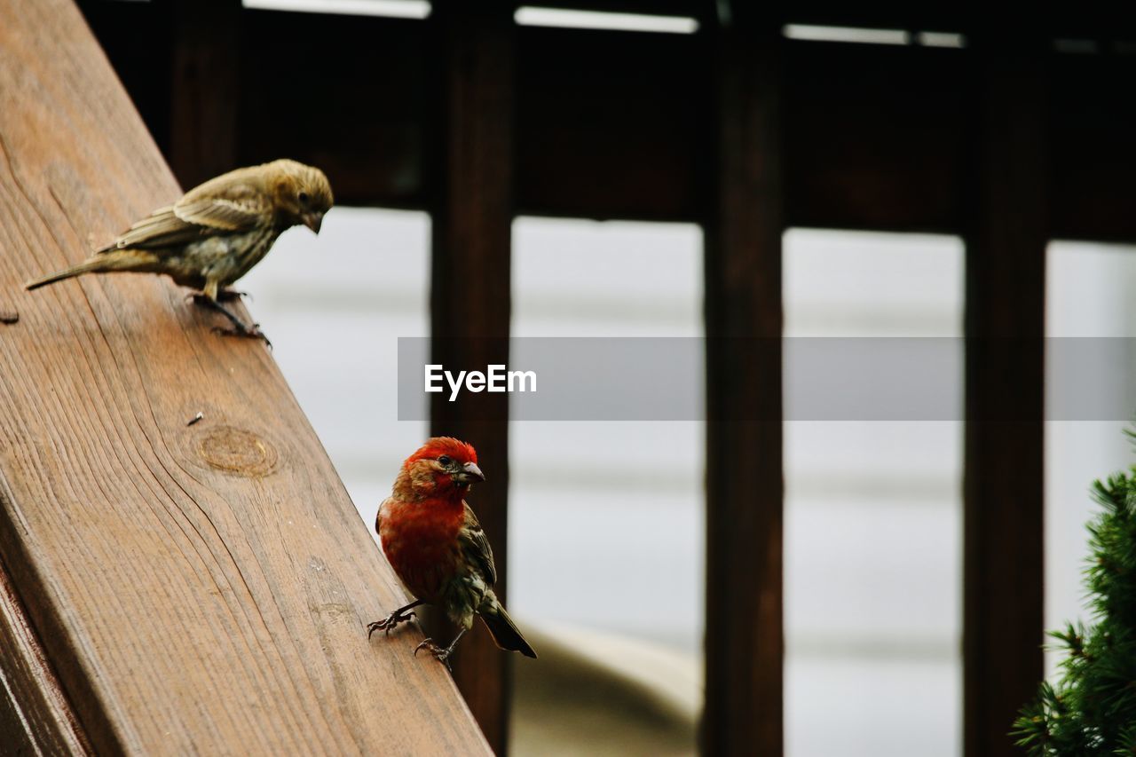 CLOSE-UP OF PARROT PERCHING ON WOODEN FENCE