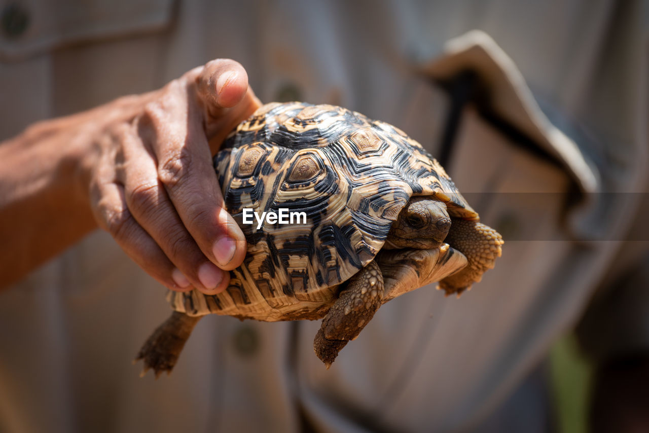 Man holds leopard tortoise in right hand