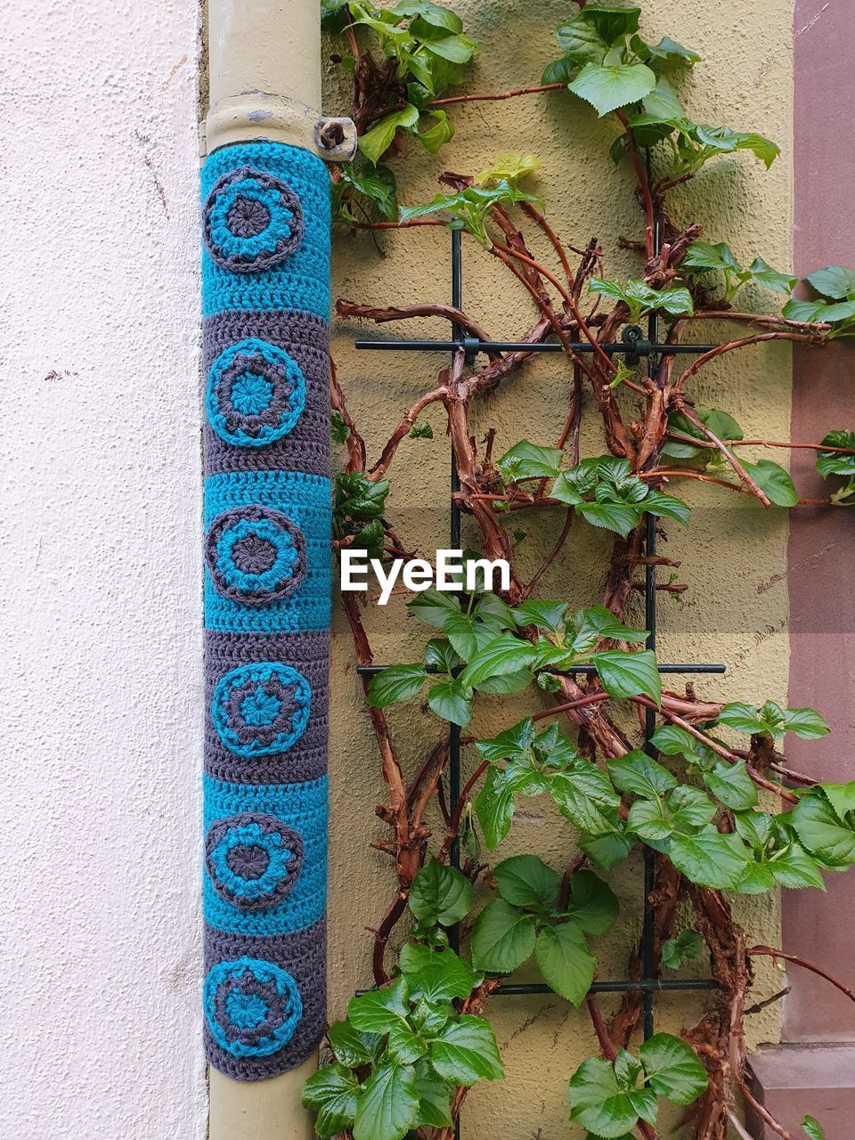 CLOSE-UP OF PLANTS AGAINST WALL