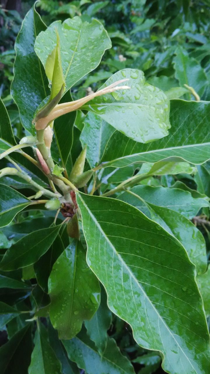 CLOSE-UP OF LEAVES ON PLANT