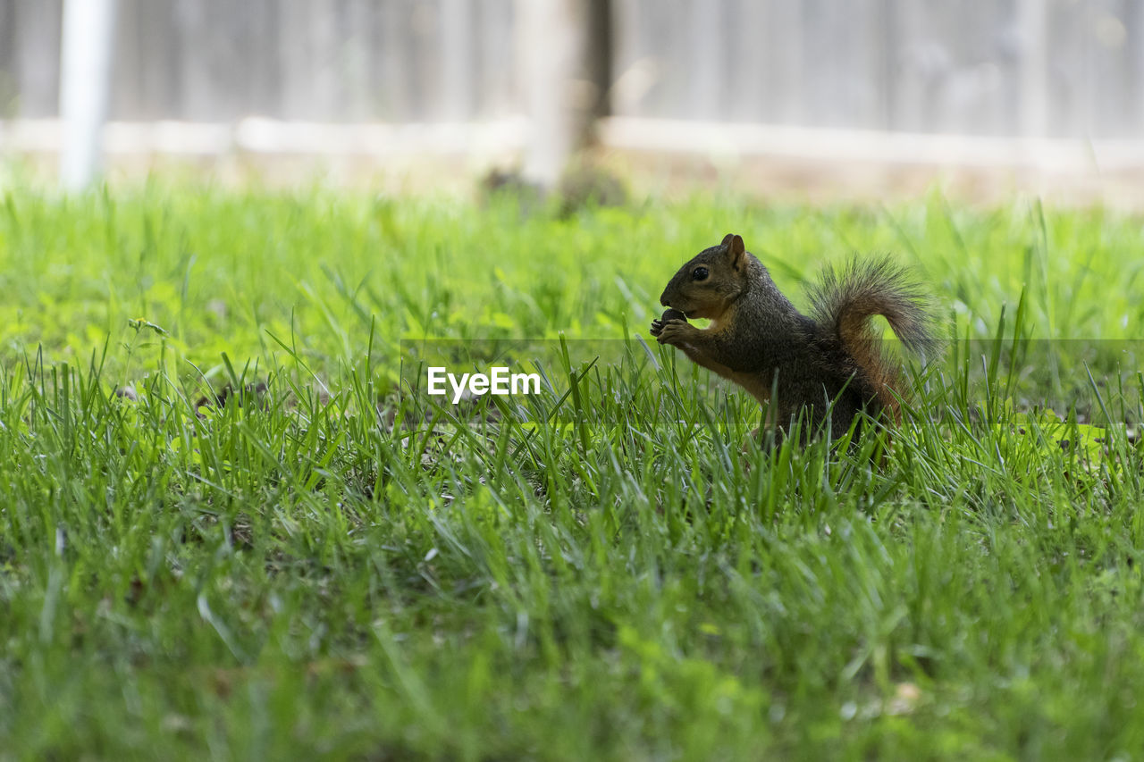 Close-up of squirrel on grassy field