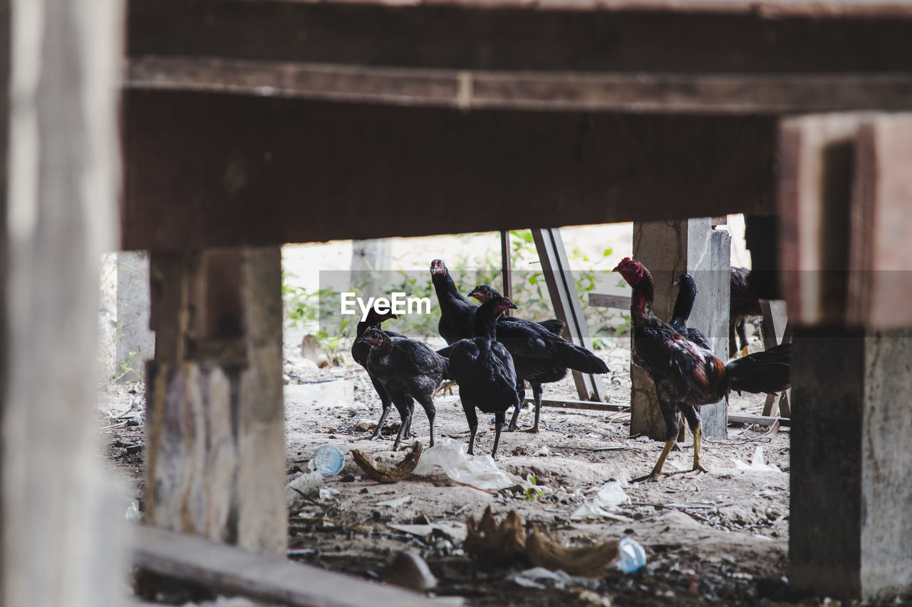 Chickens in farm seen through wooden railing