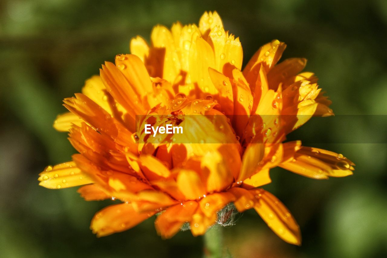 CLOSE-UP OF YELLOW FLOWER PLANT