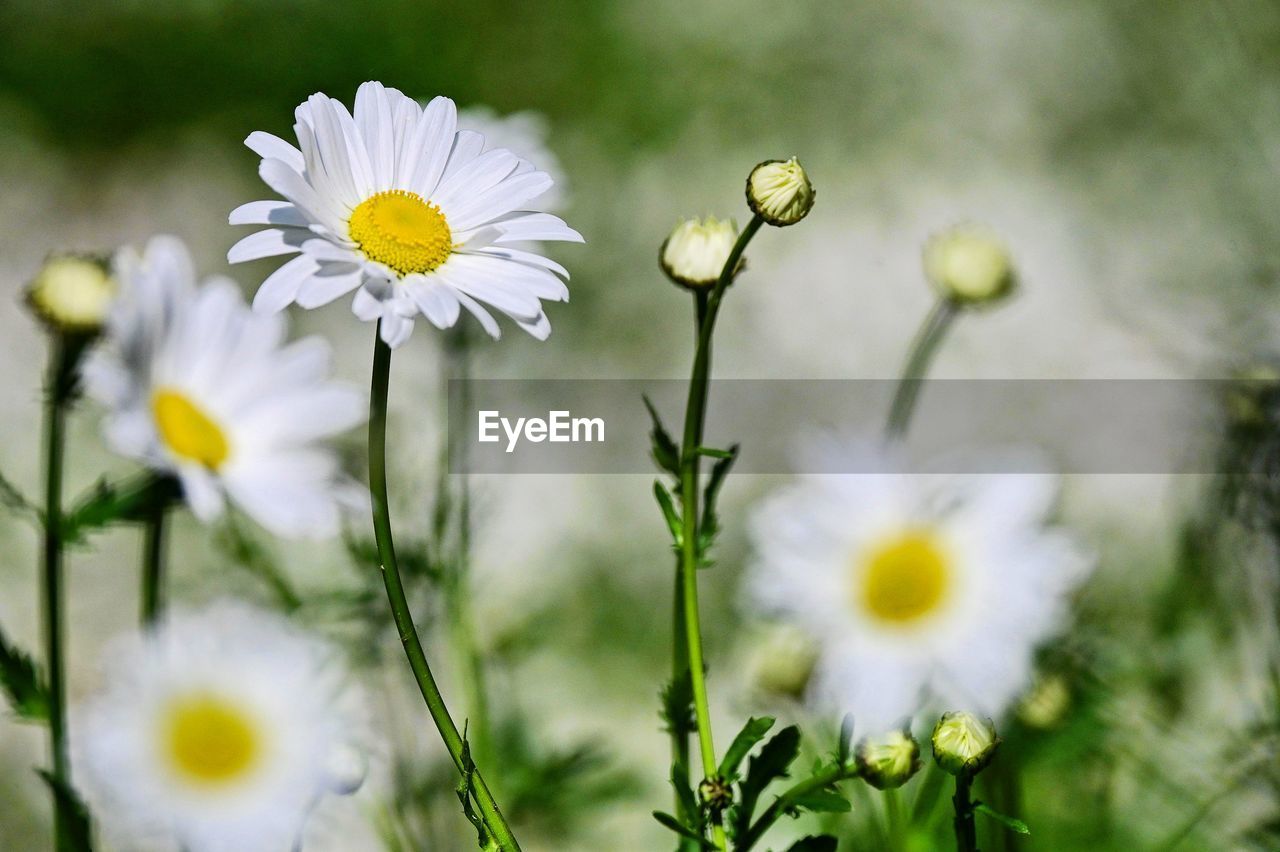 flower, flowering plant, plant, freshness, beauty in nature, daisy, fragility, nature, flower head, close-up, meadow, growth, petal, inflorescence, white, field, macro photography, yellow, no people, springtime, selective focus, wildflower, summer, plain, grass, outdoors, blossom, botany, focus on foreground, environment, day, pollen, land, landscape, green