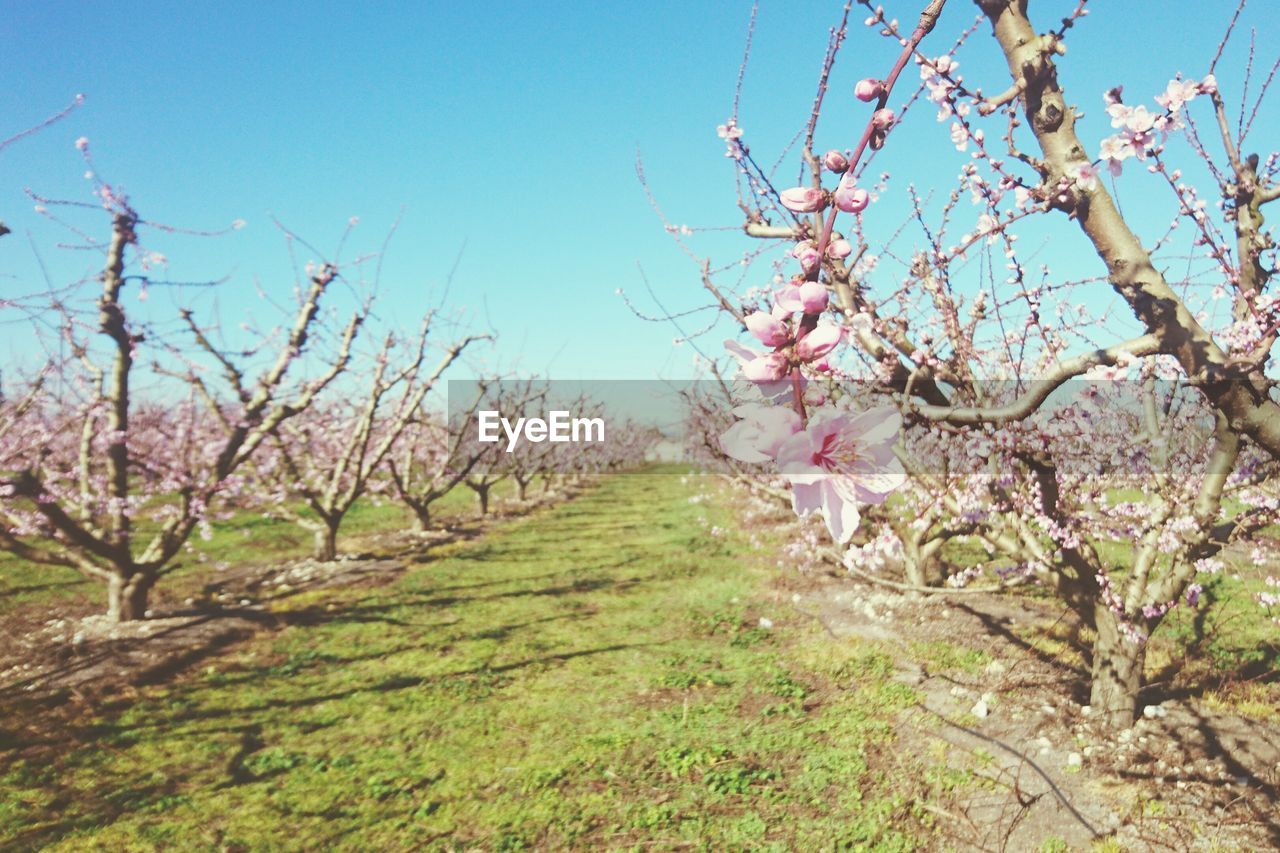 Peach trees growing on grassy field against clear blue sky