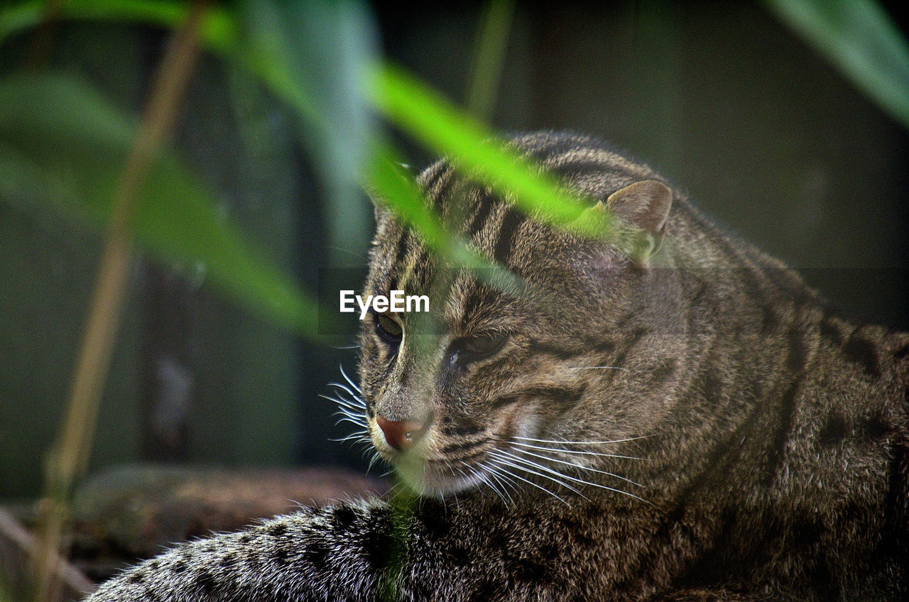 Leopard cat relaxing on field