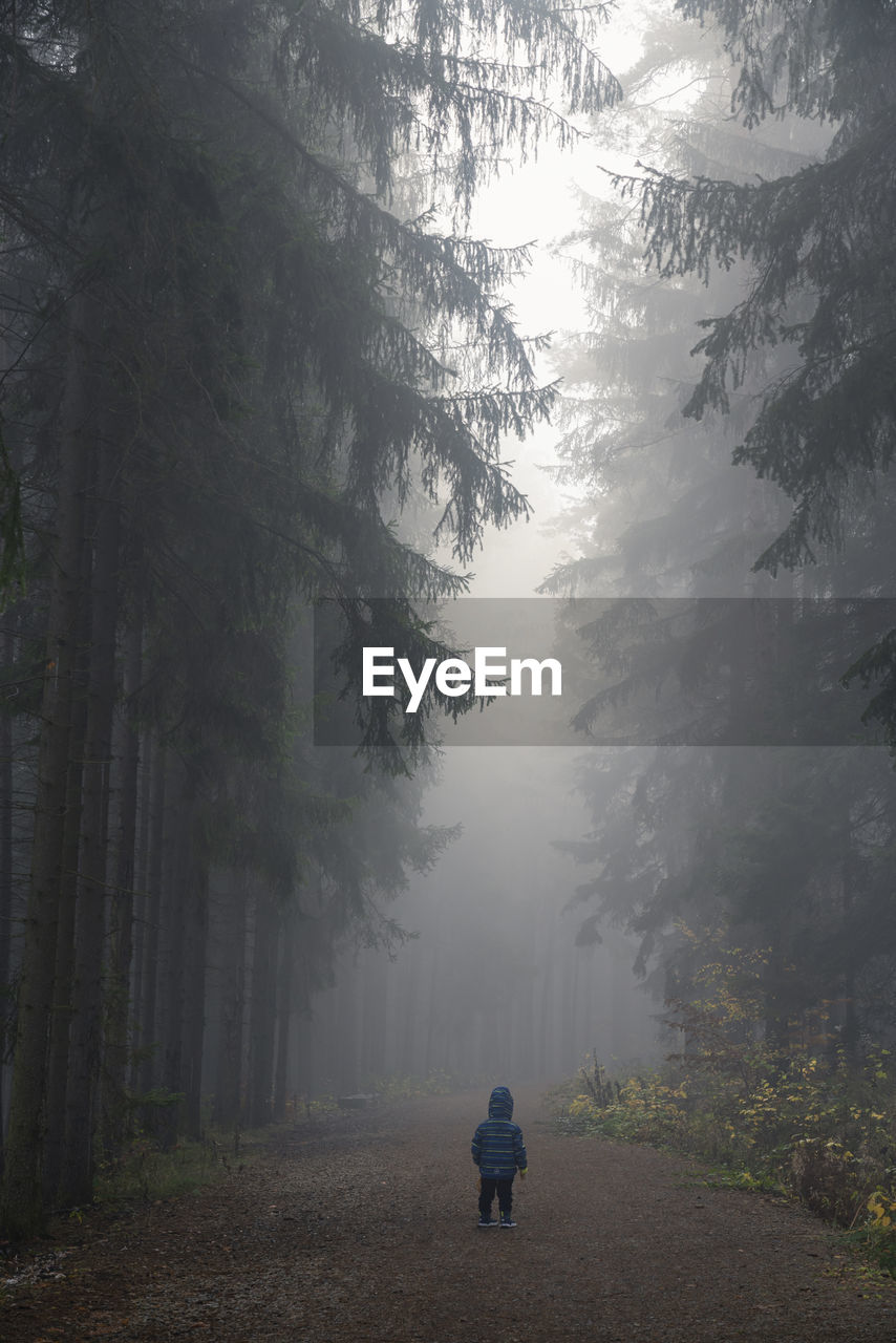 Rear view of young boy standing on path in dark eerie forest on misty morning, central bohemian region, czech republic