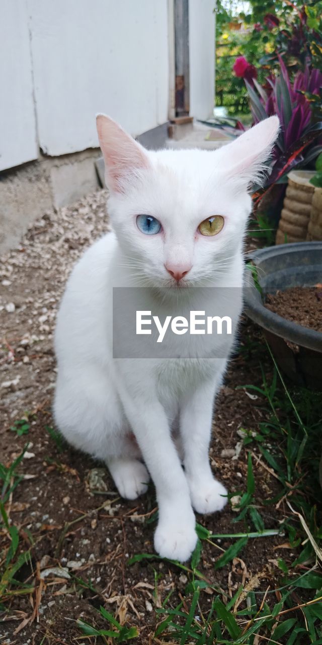 CLOSE-UP PORTRAIT OF WHITE CAT SITTING ON FLOOR