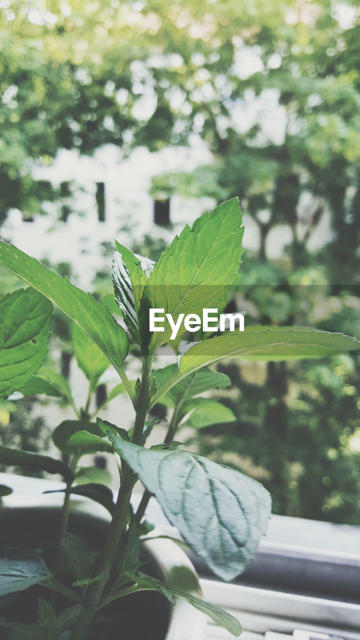 CLOSE-UP OF FRESH GREEN PLANTS