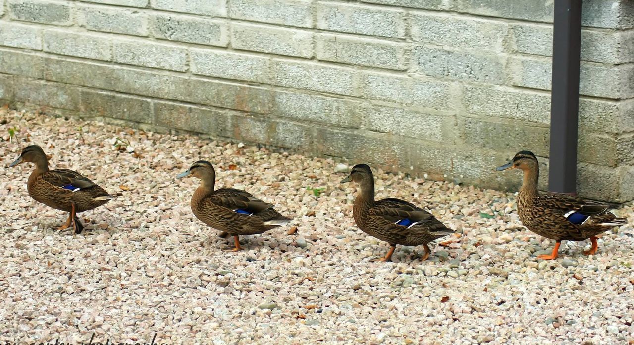 FLOCK OF DUCKS