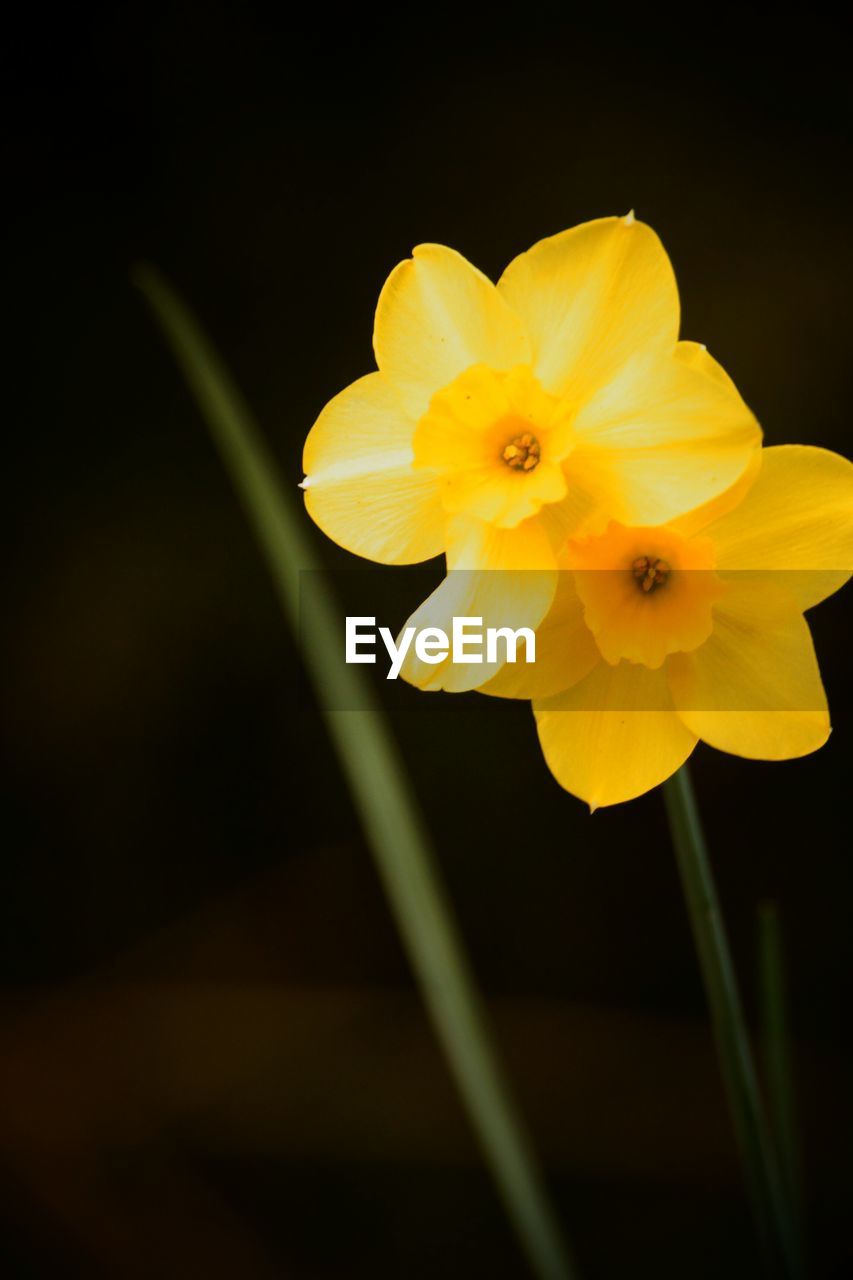 CLOSE-UP OF YELLOW FLOWERS BLOOMING