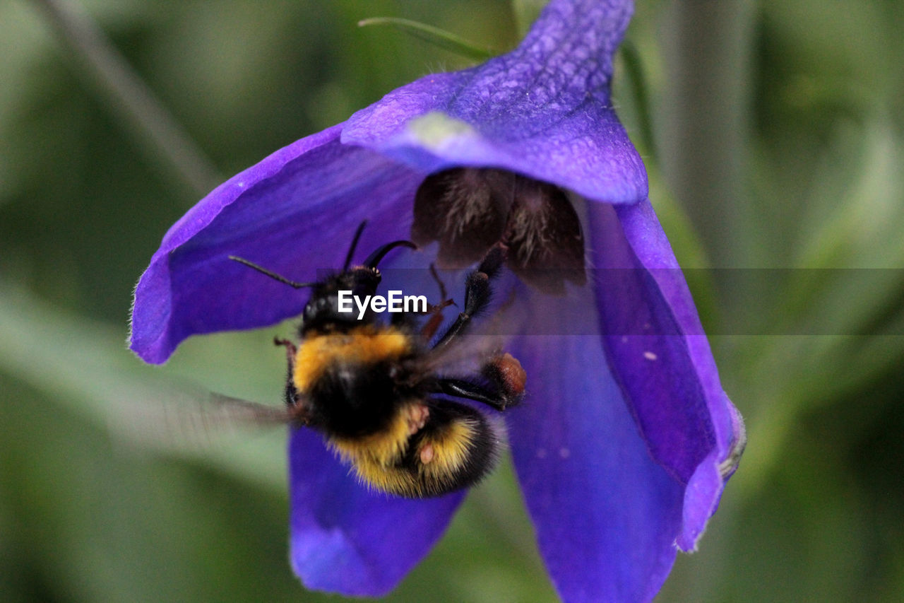 CLOSE-UP OF BEE POLLINATING FLOWER