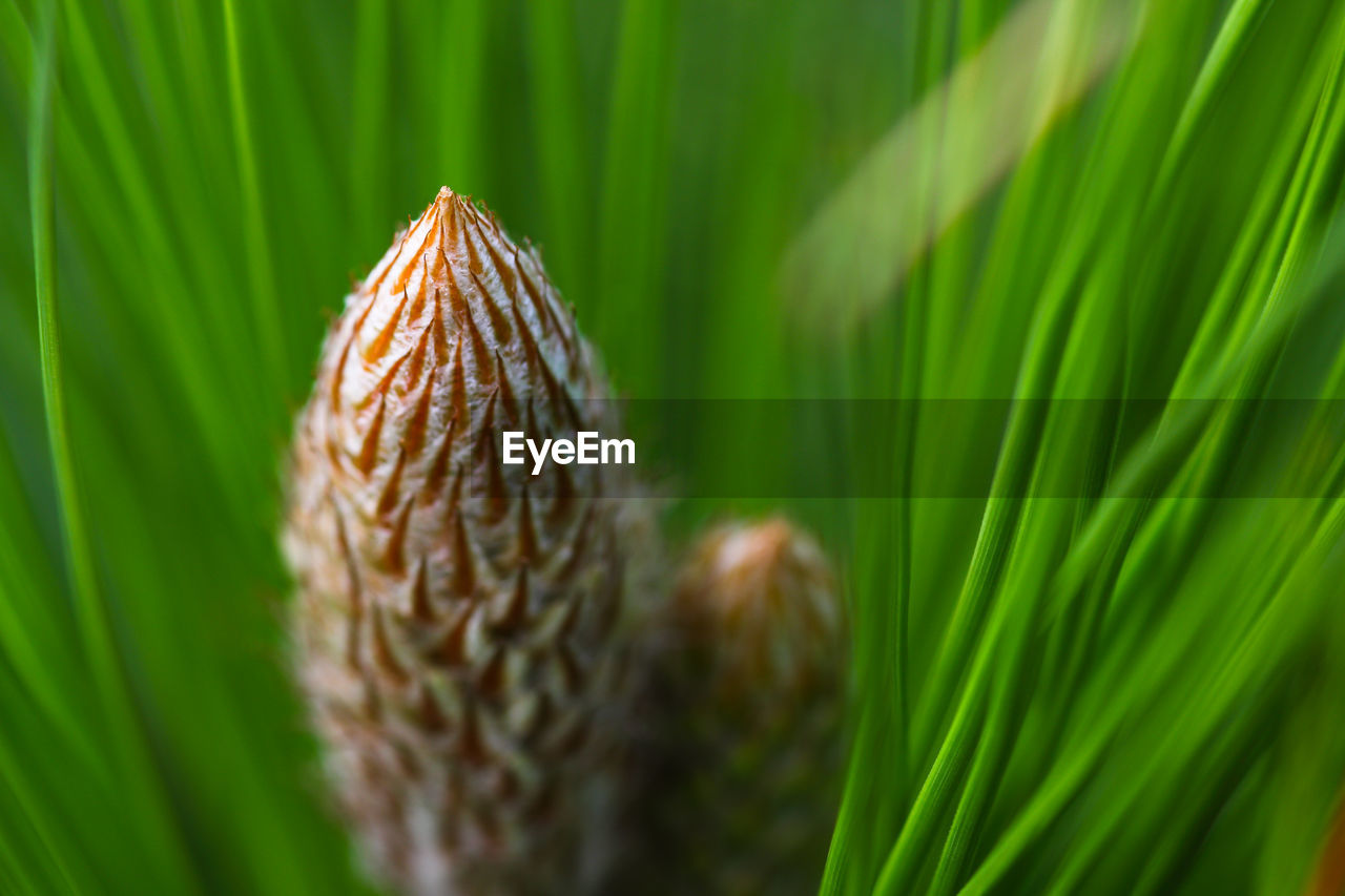 grass, plant, nature, green, leaf, close-up, flower, plant part, macro photography, beauty in nature, no people, tree, growth, environment, outdoors, land, selective focus, macro, tropical climate, food, freshness, summer, extreme close-up, day, backgrounds, animal wildlife, palm leaf, palm tree, plant stem, lawn, food and drink