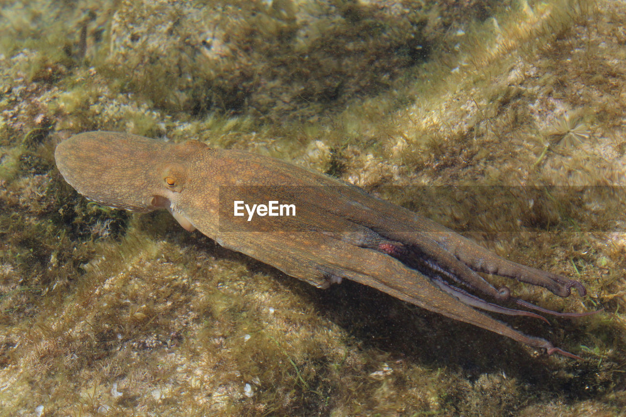 CLOSE-UP OF FISH IN WATER
