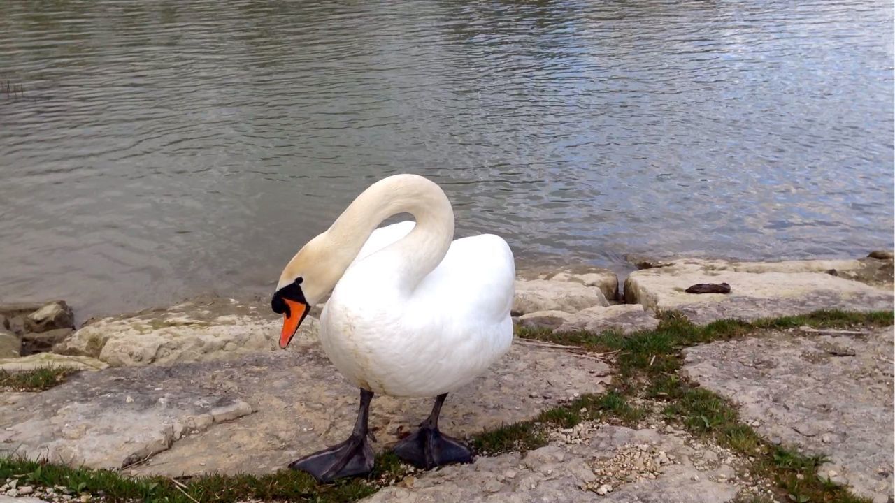 WHITE SWANS IN WATER