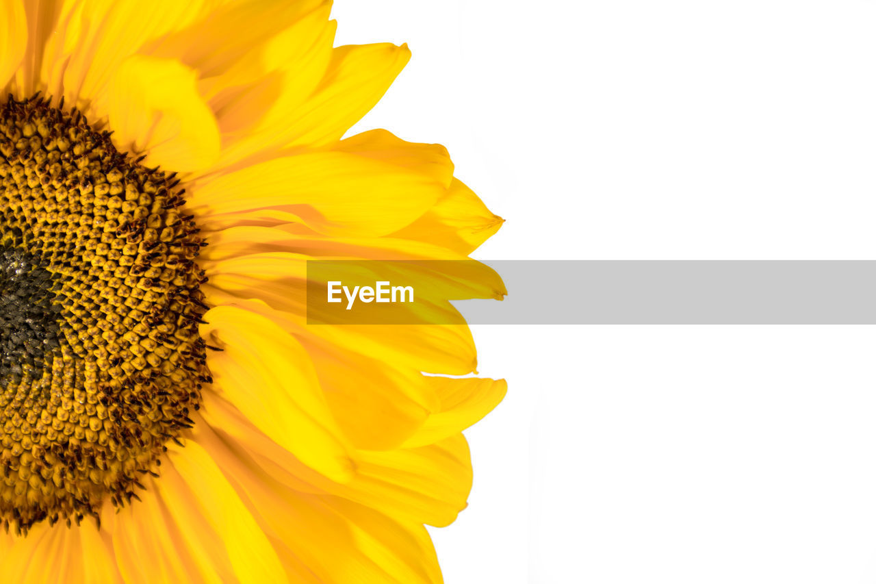 Close-up of sunflower against clear sky