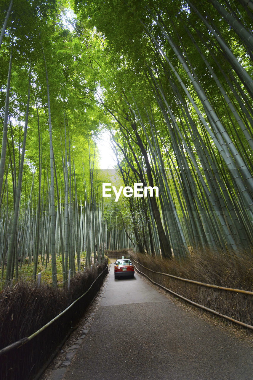 Arashiyama bamboo grove, kyoto, japan