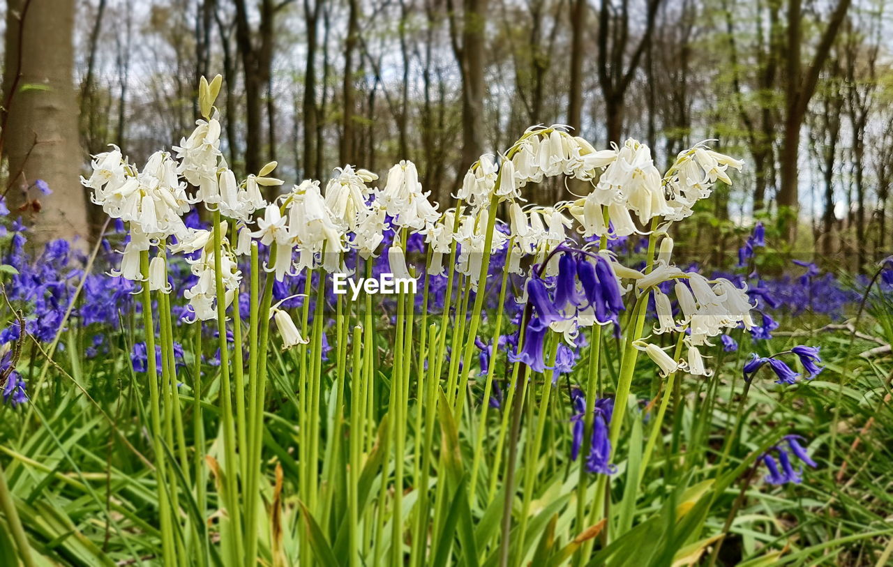 CLOSE-UP OF PURPLE CROCUS FLOWERS GROWING IN PARK