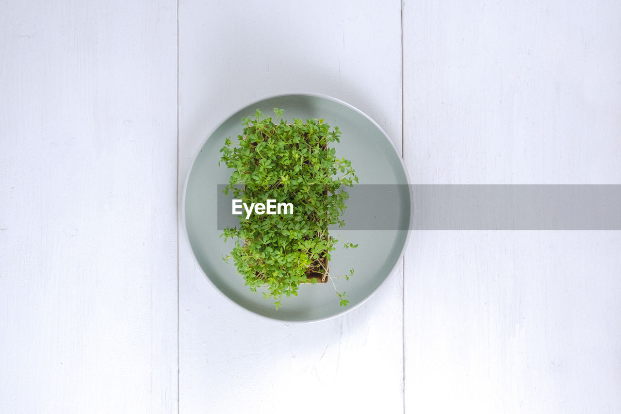 Microgreen watercress salad on a plate on a white background