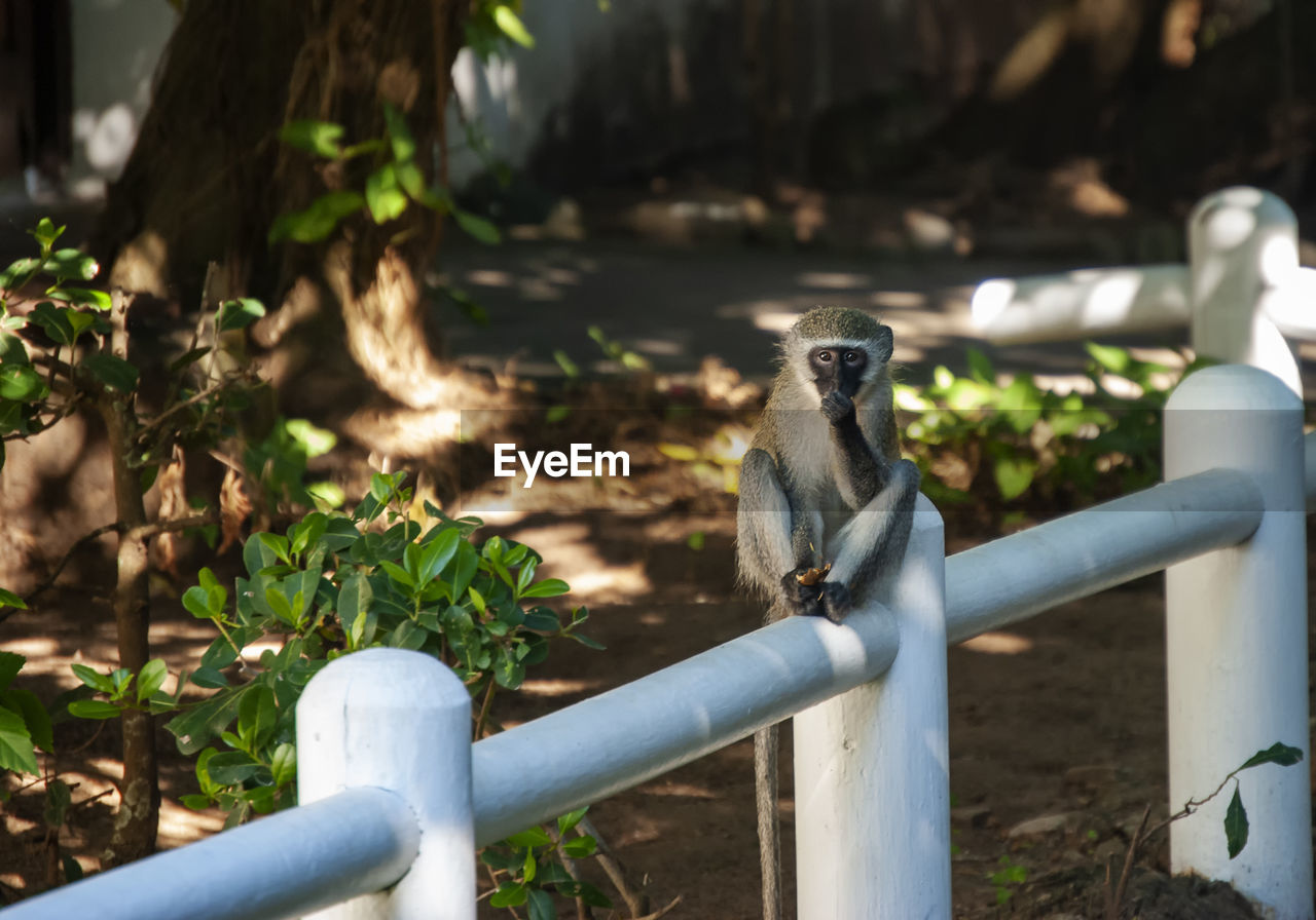 A vervet monkey 