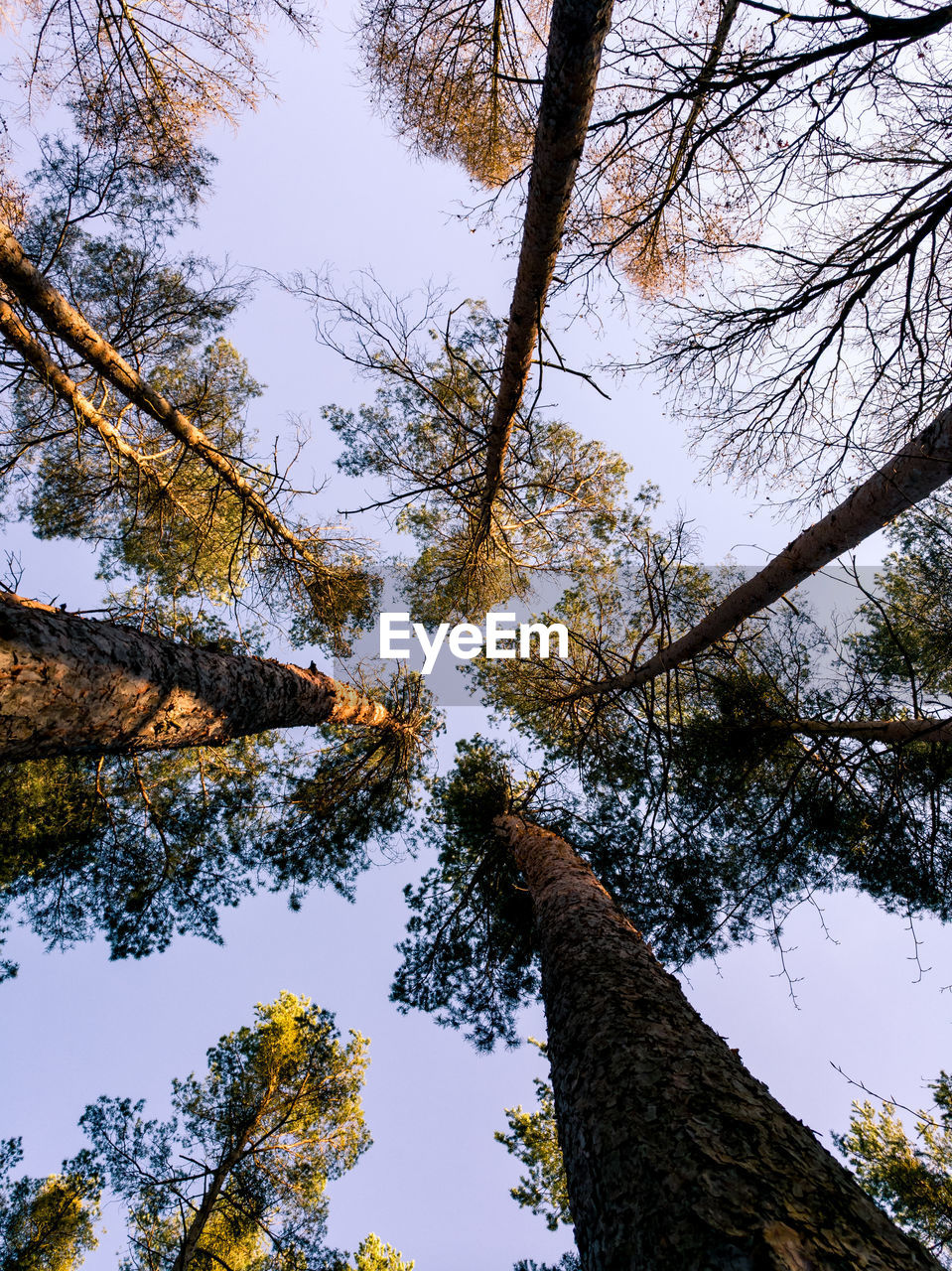 Low angle view of trees against sky